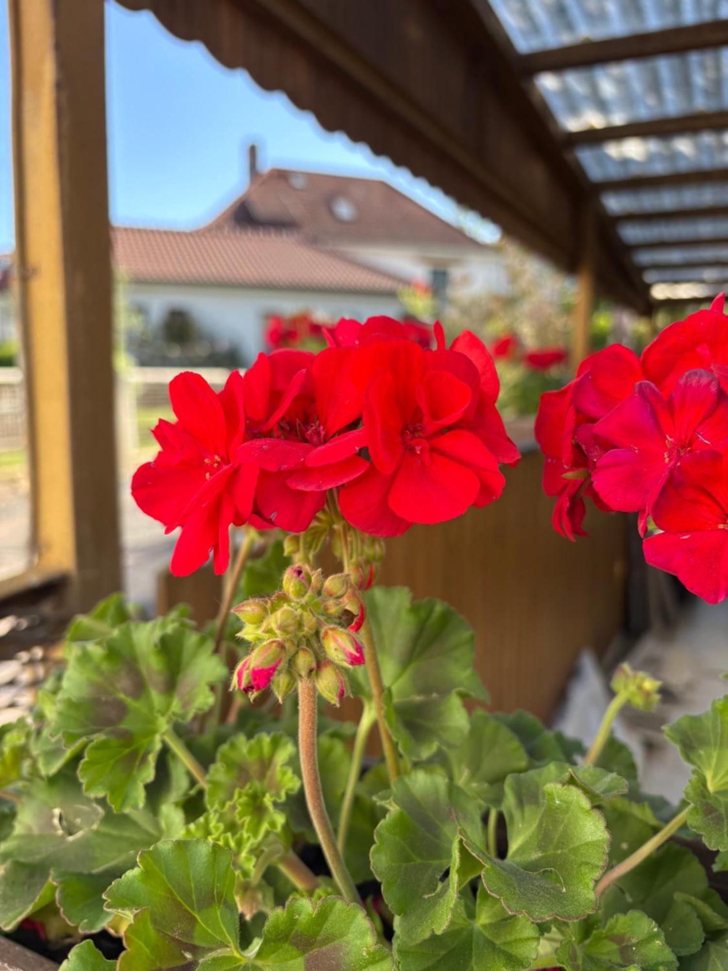 Haus Hannah Meiningen Bagian luar foto